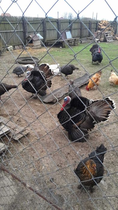 Vand curcani, cocosi si gaini