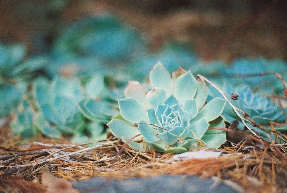 Minolta 5000 + AF Minolta 50mm f/1.7 лентов апарат с обектив