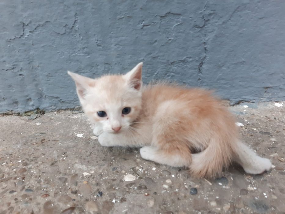 Donez pisici de rasă