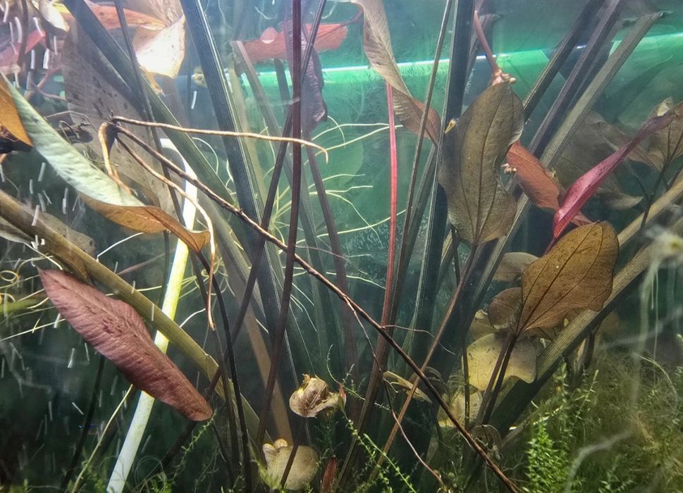 Planta acvariu - creștere rapidă (echinodorus ozelot)