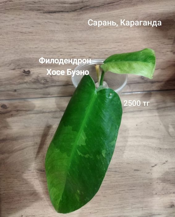 Филодендрон филодендрон