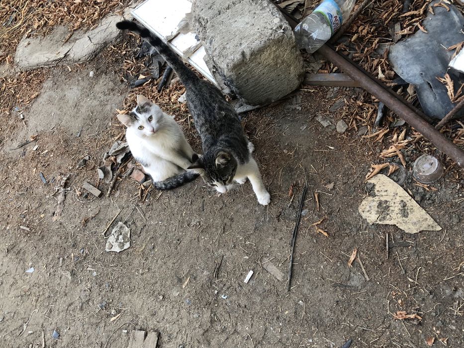 Котята. В количестве 9 штук