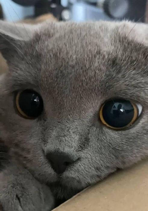 Британский фолд, 6-ойлик 200$