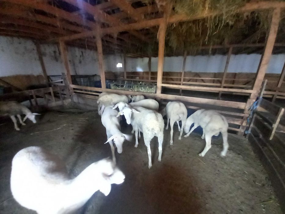 Miei lacaune de vânzare