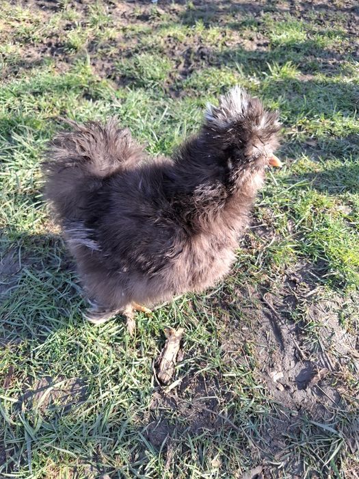 Американски копринки яйца