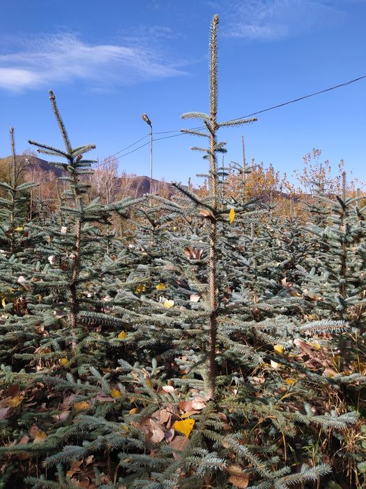 Голубая ель 1'5м 2 м