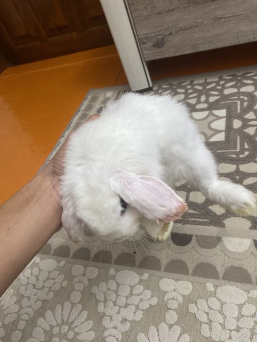 Продам зайца с сеткой
