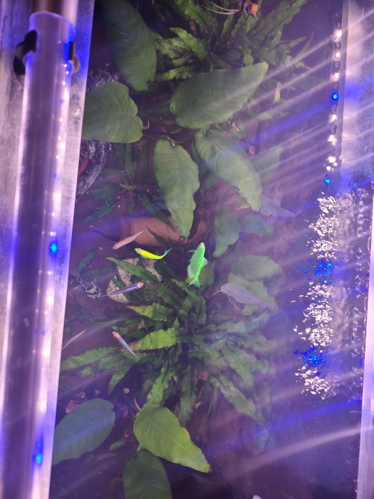 Аквариум 200 литров