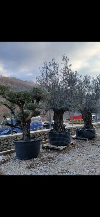 Măslini olea secular