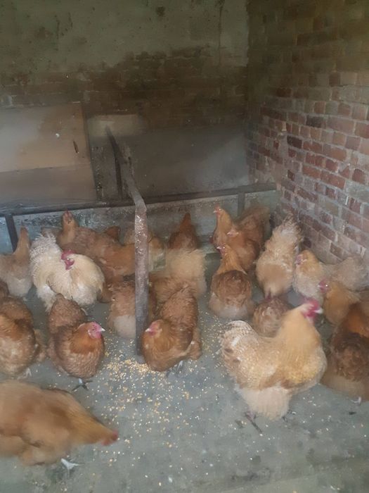 Яйца от жълт орпингтон