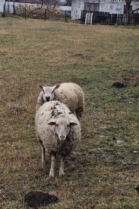Berbec sufolk  metis de vânzare texel  oaie texel