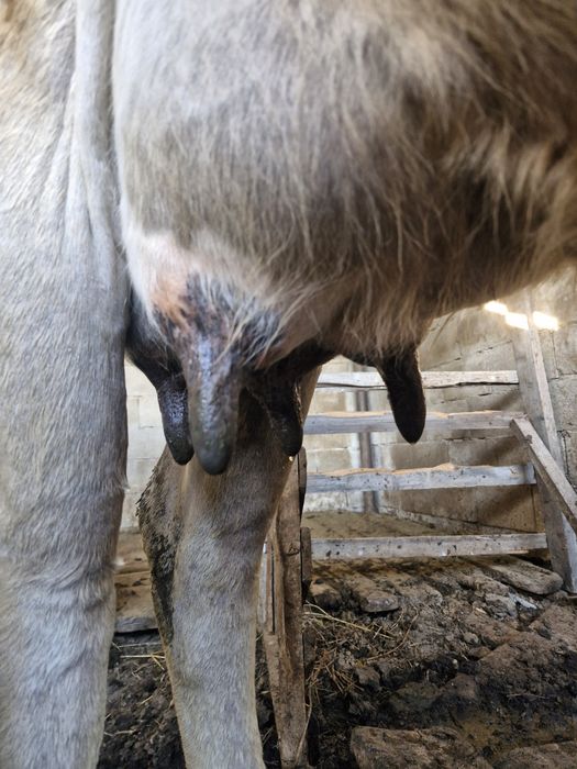 Две коровы молодые