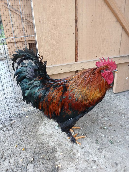 Vând cocoși Wyandott de sase luni.