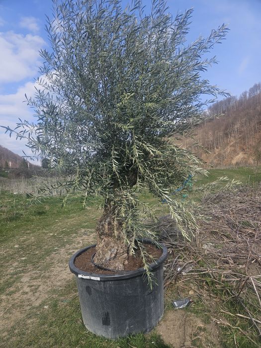 Măslin secular ( oleea europaea )