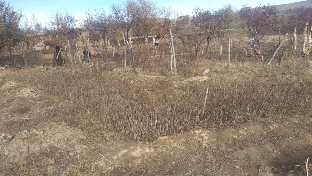 Tok niholari sotiladi