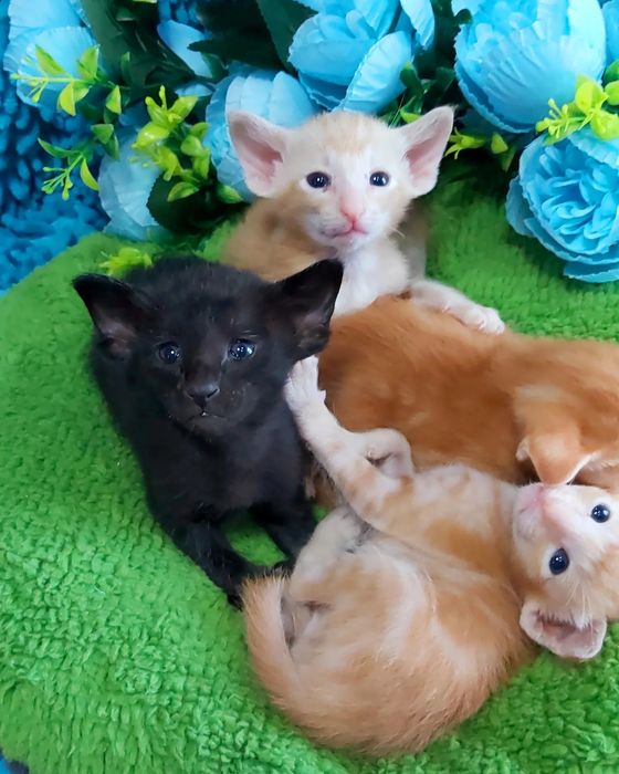 ВЫСОКОПОРОДНЫЕ! Ориентальные котята