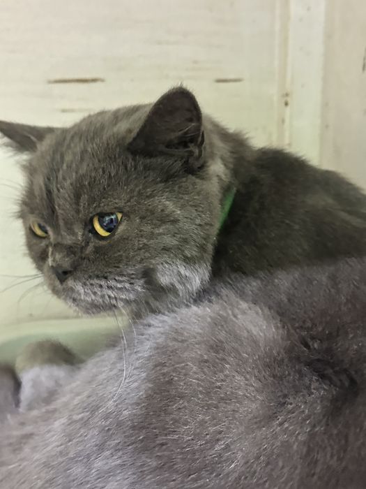 Найден британский кот в зеленом ошейнике