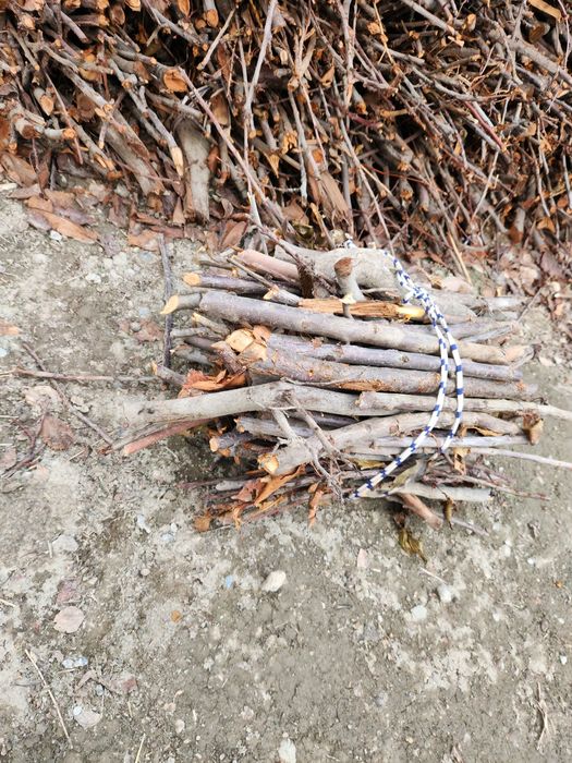 Утин вевали дарахтники