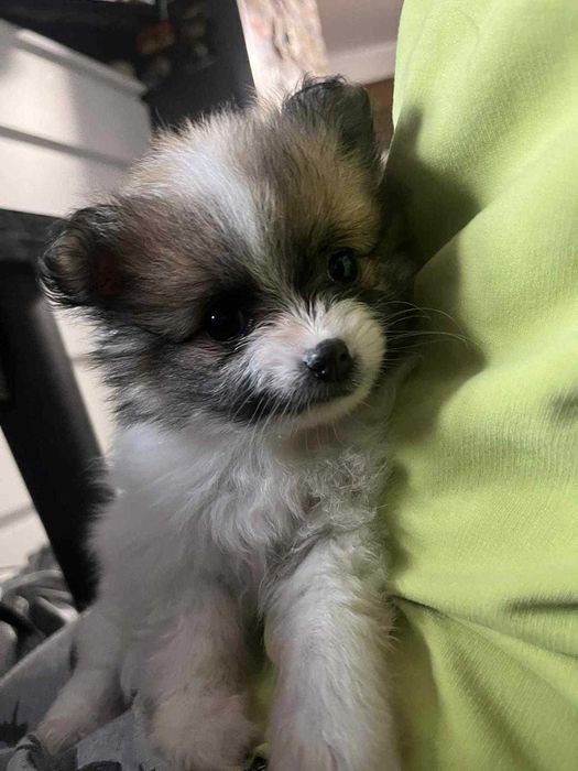 Мини шпиц Померан