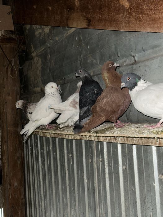 Продам голубей разных пород
