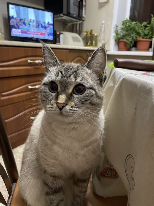 Отдам кошку в добрые руки