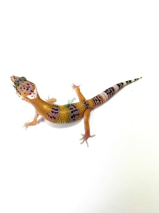 Геккон Эублефар ручной
