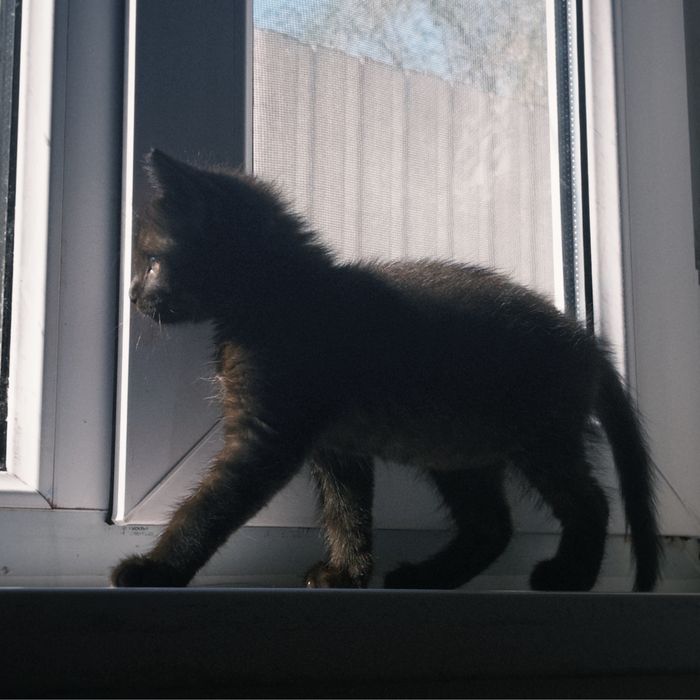 Шотландский Черный котенок