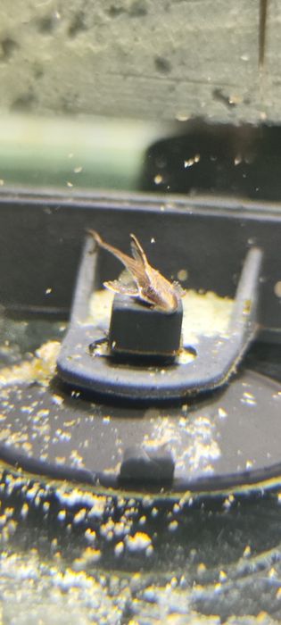 Стурисомы Панамская 50000