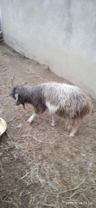 Коза самка коза самка