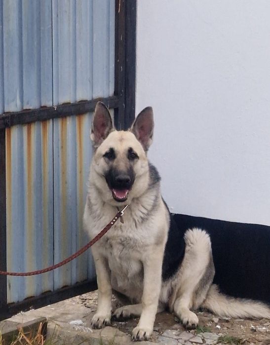 продам овчарку вео