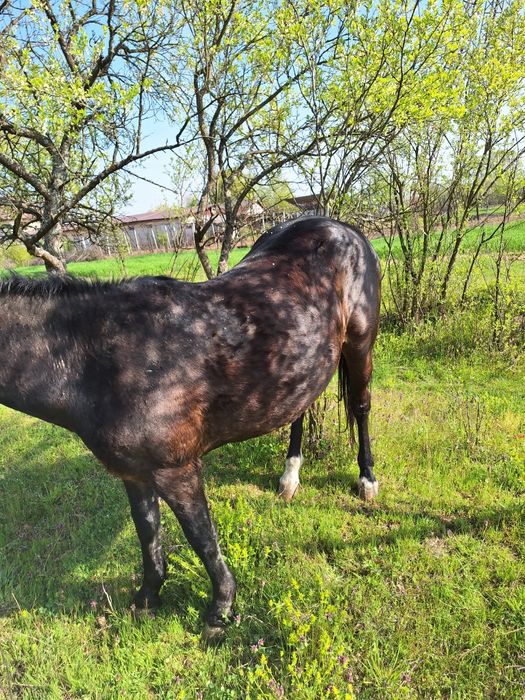 Vand cal invatat la caruta