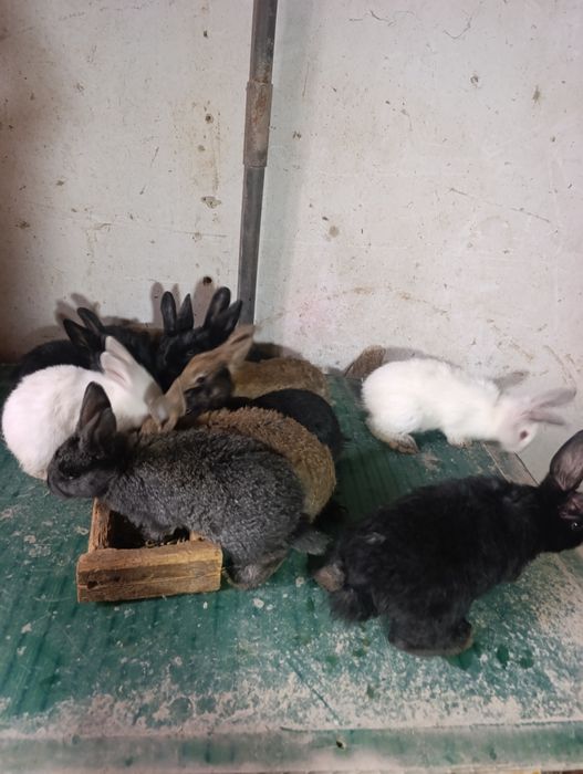 Quyonchala 45 kunli soni 12 ta.