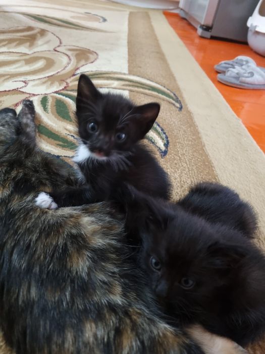 Маленькие милые котята