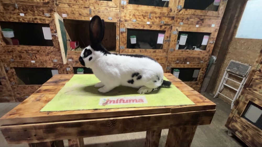 Urias german pestrit