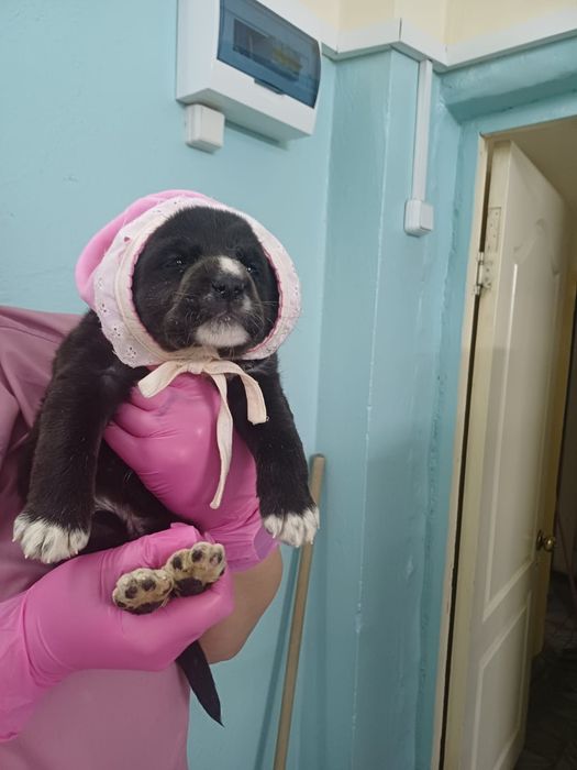 Такая девочка очень ждёт добрые руки