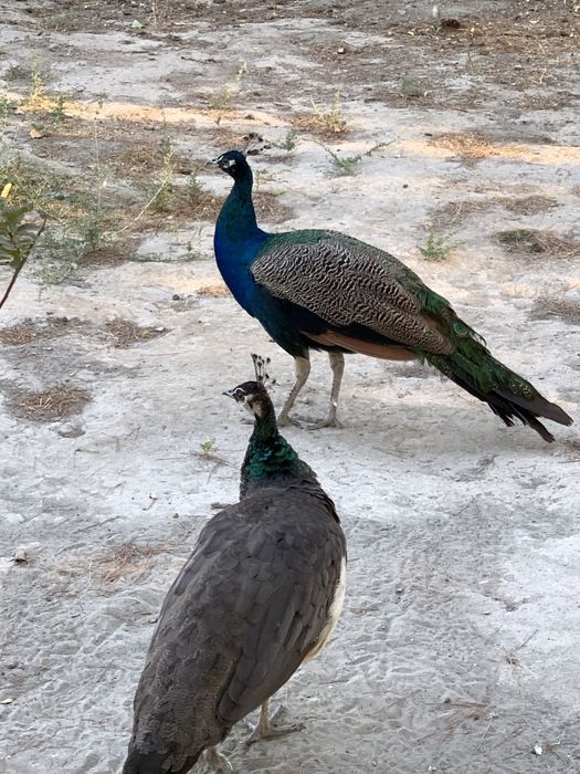 Товус / Павлин сотилади Параси