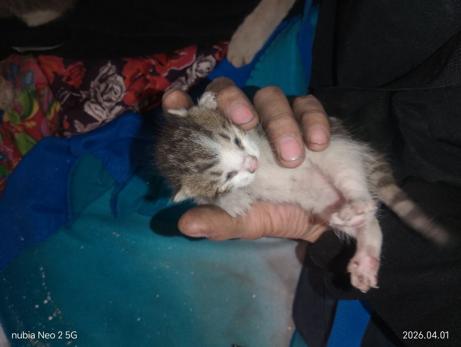 Кошка с котятами