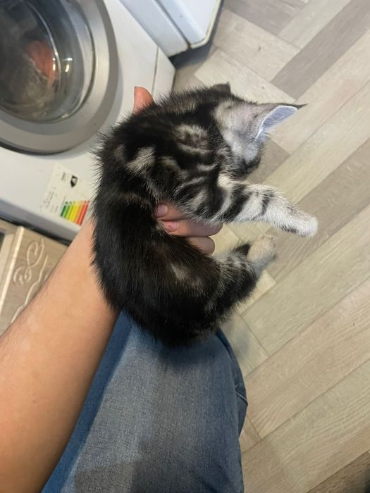 Продам котенка..