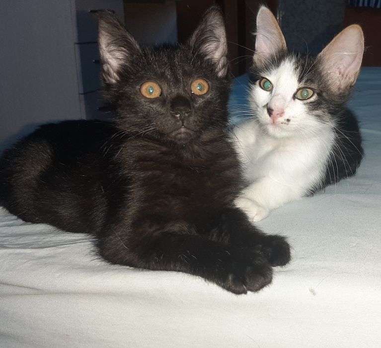 Отдам котят в хорошие руки