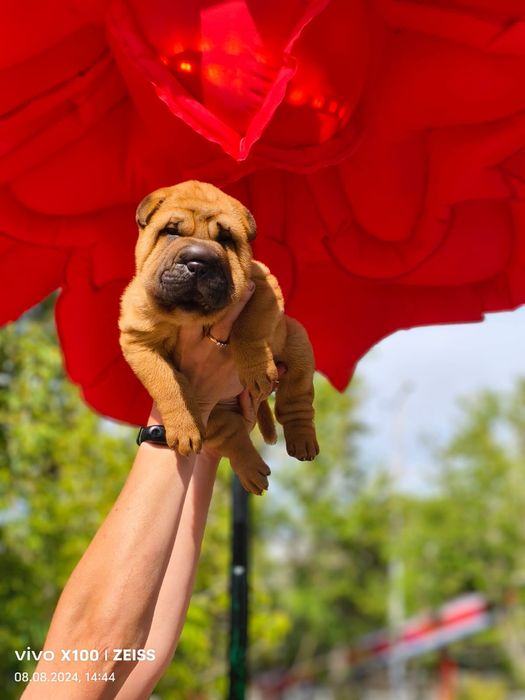 Продажа щенков шарпея