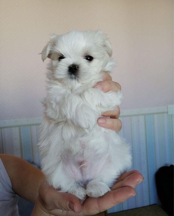 Bichon Maltez Mini Toy - Mascul / Femela, 8 săptămâni, vaccinati