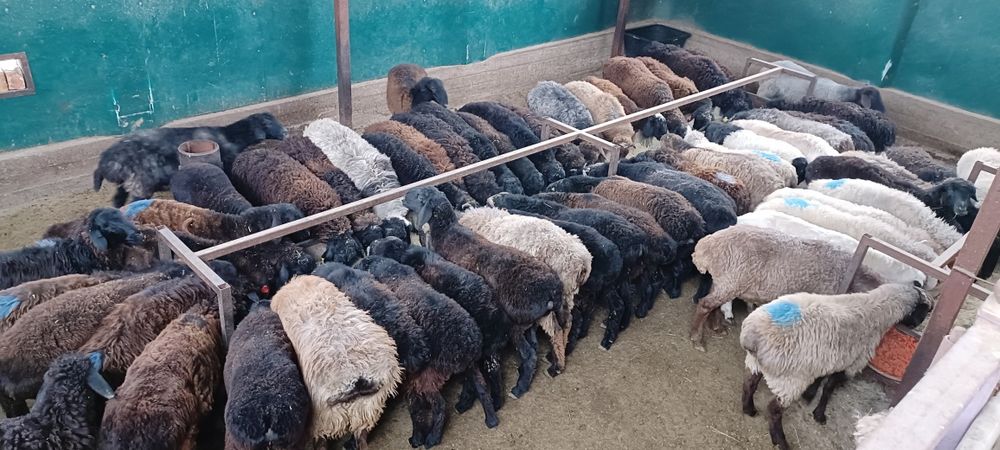 Семиз кой токты тусак кошкар