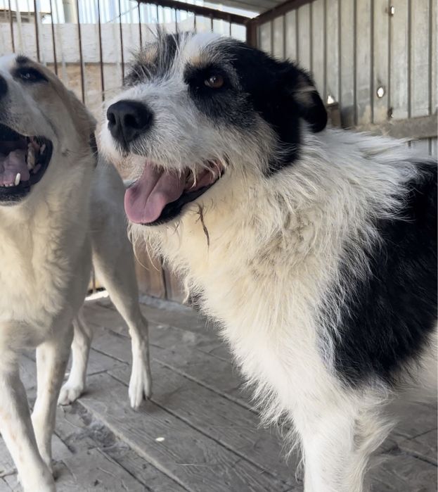 Екі итке мейрімді жанұя іздейміз