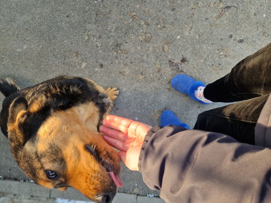 Adoptie caine catel bland si jucaus