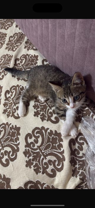 Отдам котенка в надежные руки