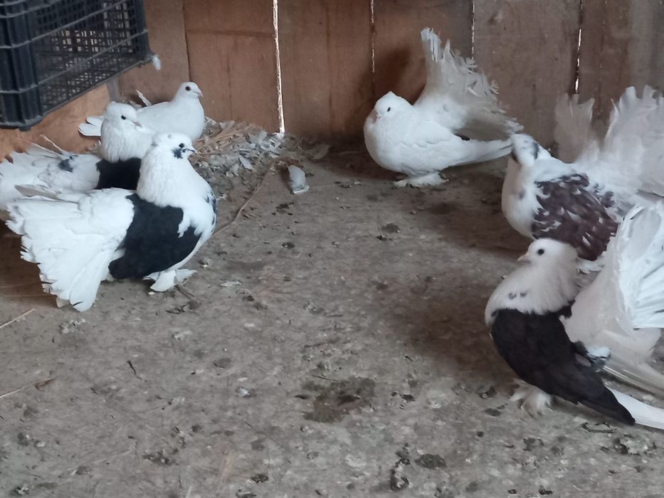 Porumbei rotati indieni