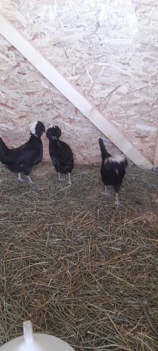 Gaini Moțată olandeză