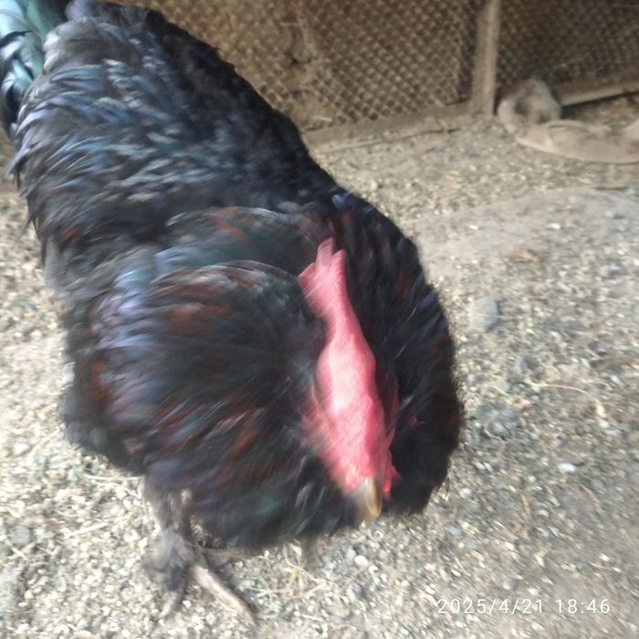 Xoʻrozlar soni 2 ta