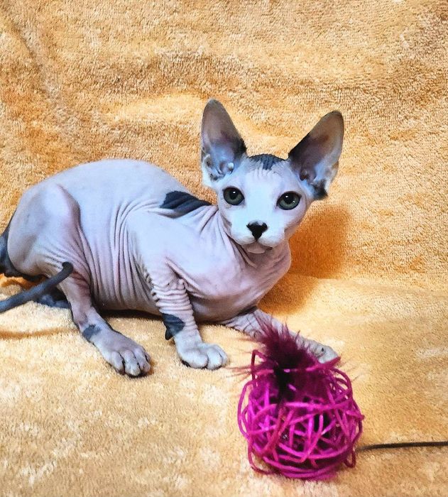 Канадский сфинксы