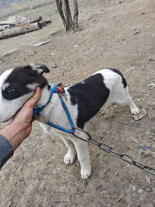 Продается красивы сабака